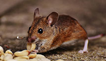 24 Hour & Emergency Exterminators in Cannonville, UT